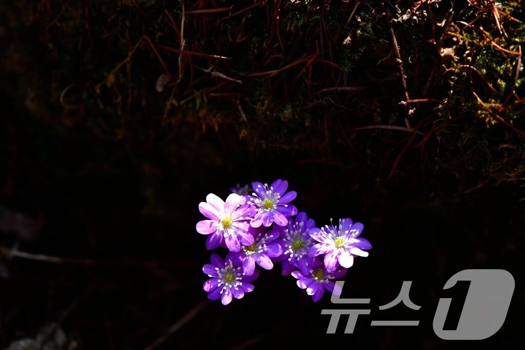 본문 이미지 - 팔공산국립공원에서 27일 봄의 전령 노루귀가 개화해 봄이 왔음을 알리고 있다. &#40;국립공원관리공단 제공. 재판매 및 DB금지&#41; 2025.3.27/뉴스1 ⓒ News1 정우용 기자