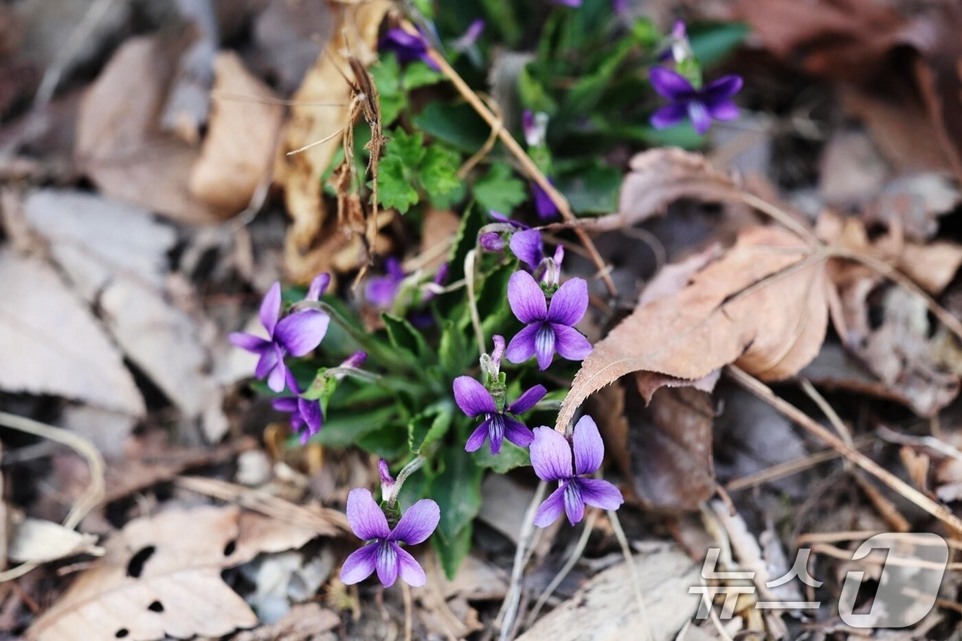 본문 이미지 - 팔공산국립공원에서 27일 봄의 전령 제비꽃이 개화해 봄이 왔음을 알리고 있다. &#40;국립공원관리공단 제공. 재판매 및 DB금지&#41; 2025.3.27/뉴스1 ⓒ News1 정우용 기자
