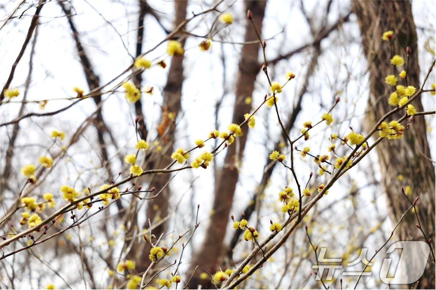 본문 이미지 - 팔공산국립공원에서 27일 봄의 전령 생강나무 꽃이 개화해 봄이 왔음을 알리고 있다. &#40;국립공원관리공단 제공. 재판매 및 DB금지&#41; 2025.3.27/뉴스1 ⓒ News1 정우용 기자