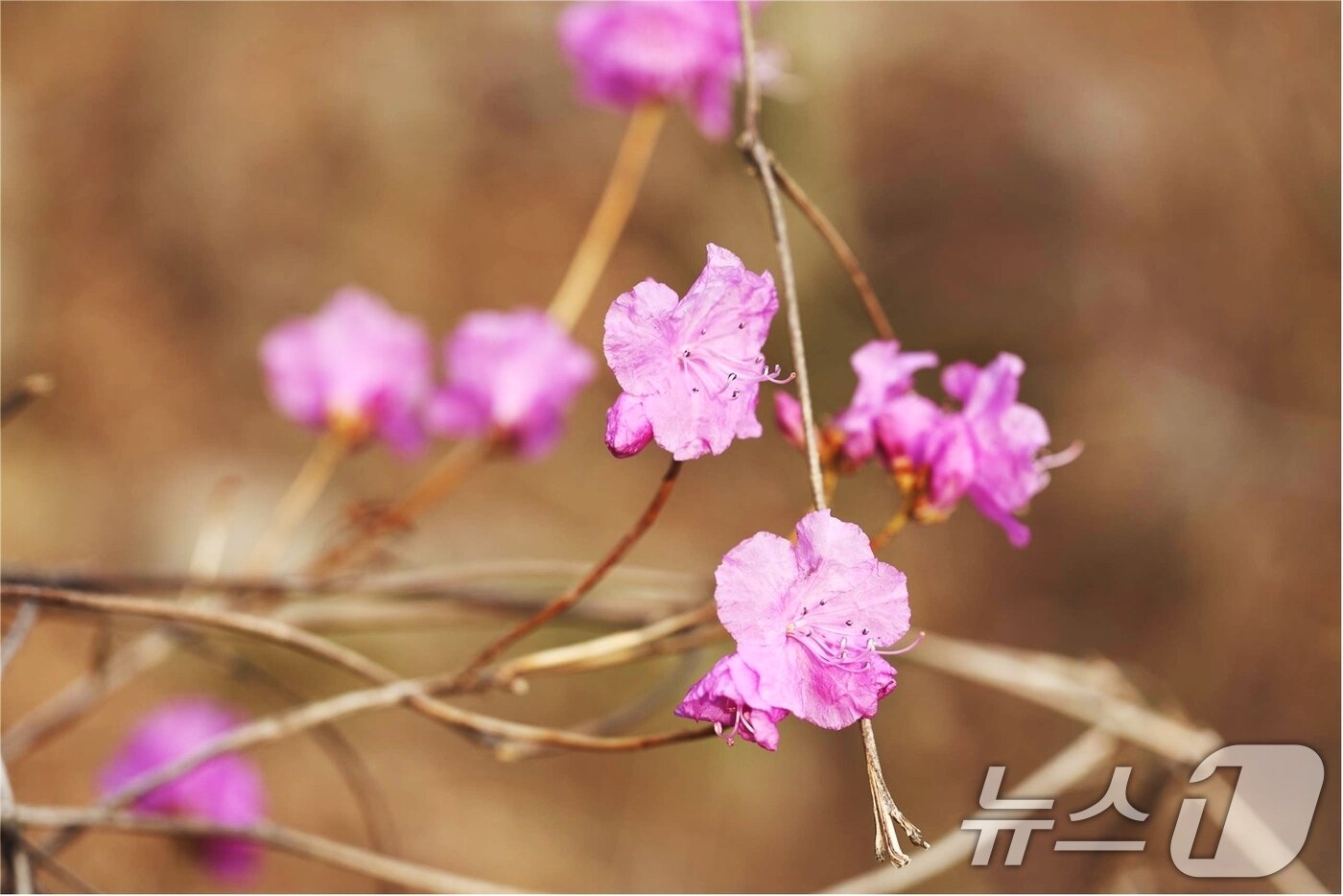 본문 이미지 - 팔공산국립공원에서 27일 봄의 전령 진달래 꽃이 개화해 봄이 왔음을 알리고 있다. &#40;국립공원관리공단 제공. 재판매 및 DB금지&#41; 2025.3.27/뉴스1 ⓒ News1 정우용 기자