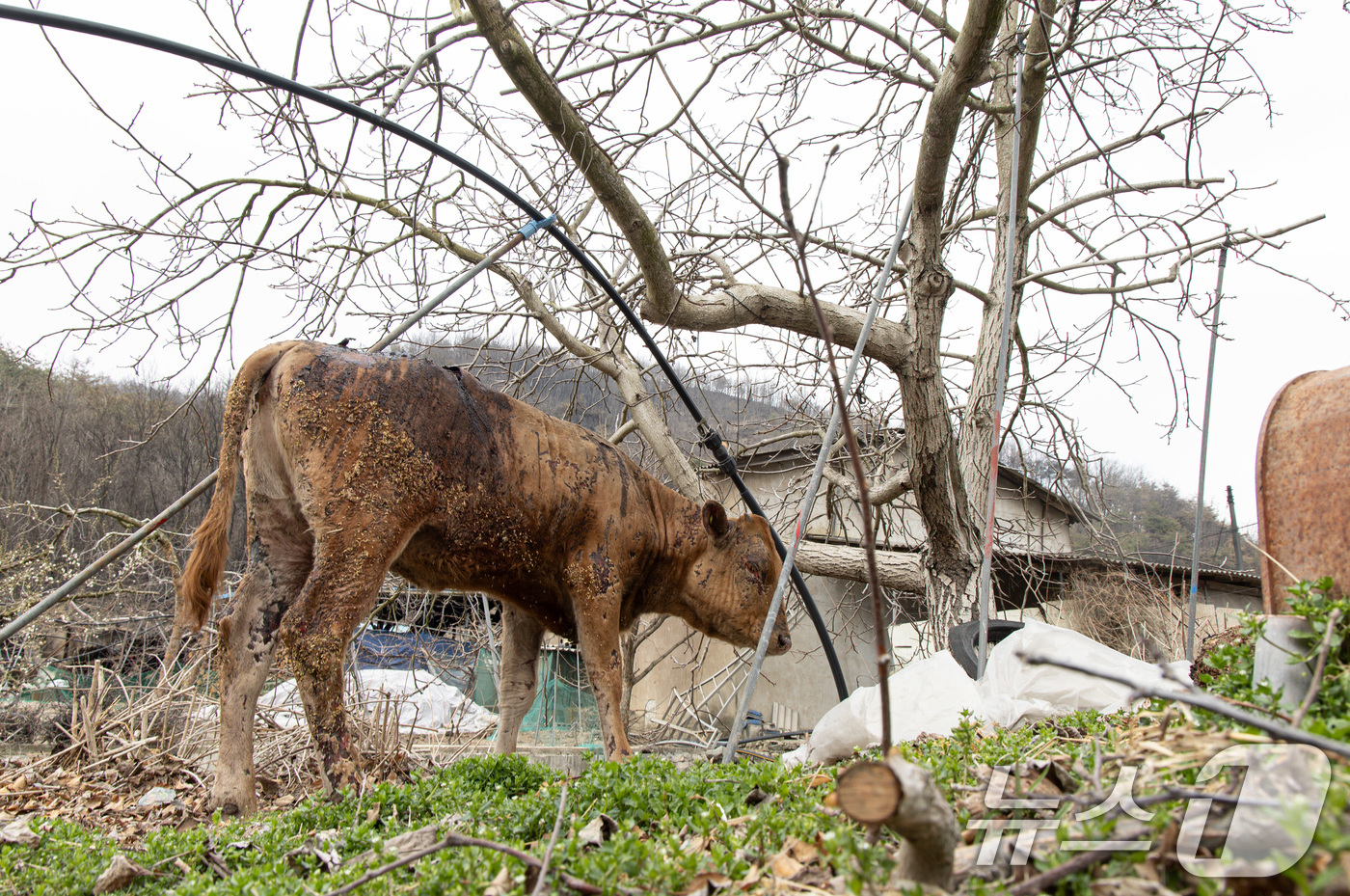 (의성=뉴스1) 이재명 기자 = 전국 곳곳에 산불이 이어지고 있는 27일 경북 의성군 동변1리마을 인근에서 산불로 다친 송아지가 길을 거닐고 있다. 2025.3.27/뉴스1