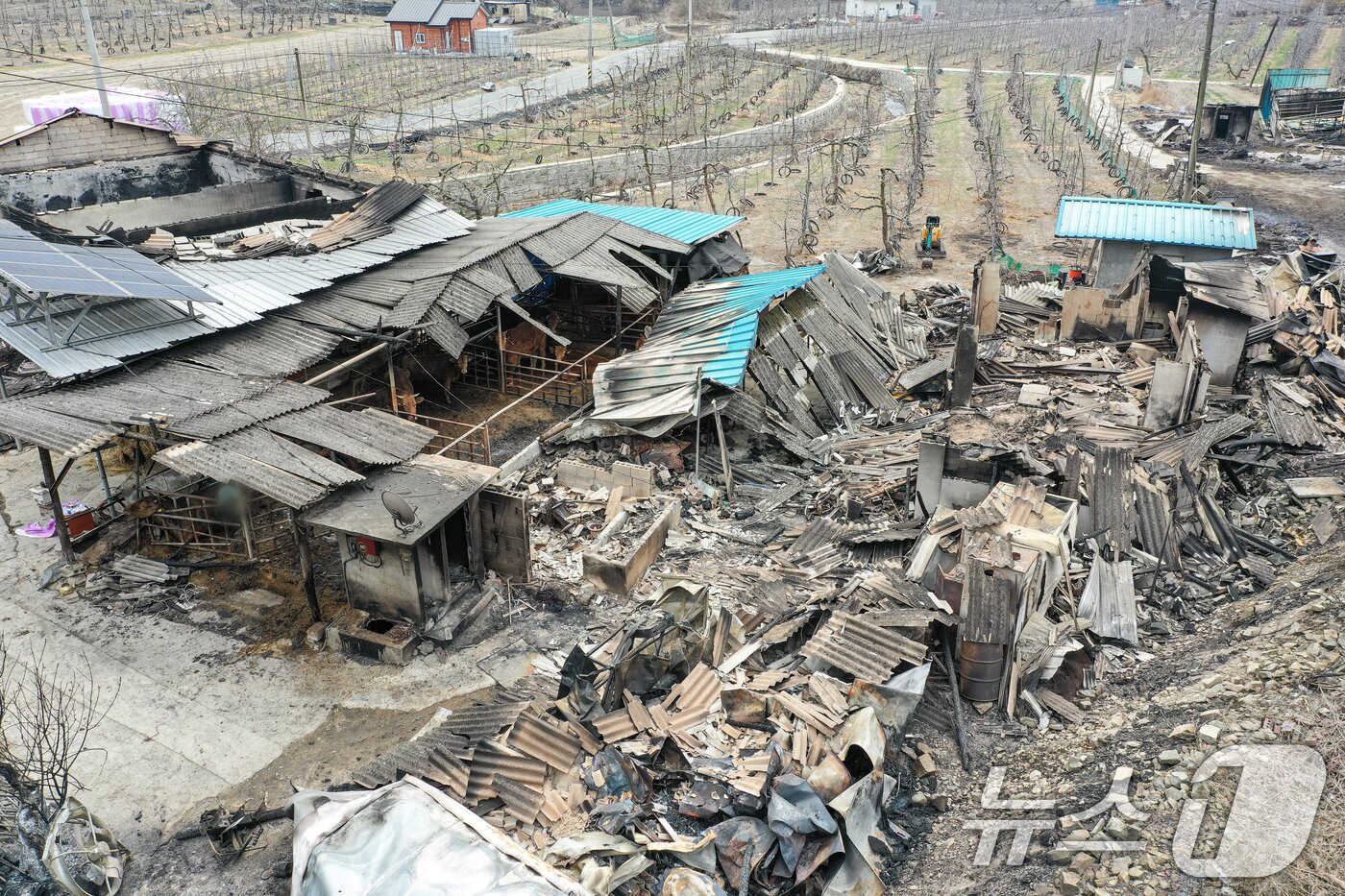 본문 이미지 - 전국 곳곳에 산불이 이어지고 있는 27일 경북 의성군 동변1리마을 인근에서 산풀 피해를 입은 우사에 살아 있는 소가 쉬고 있다. 2025.3.27/뉴스1 ⓒ News1 이재명 기자
