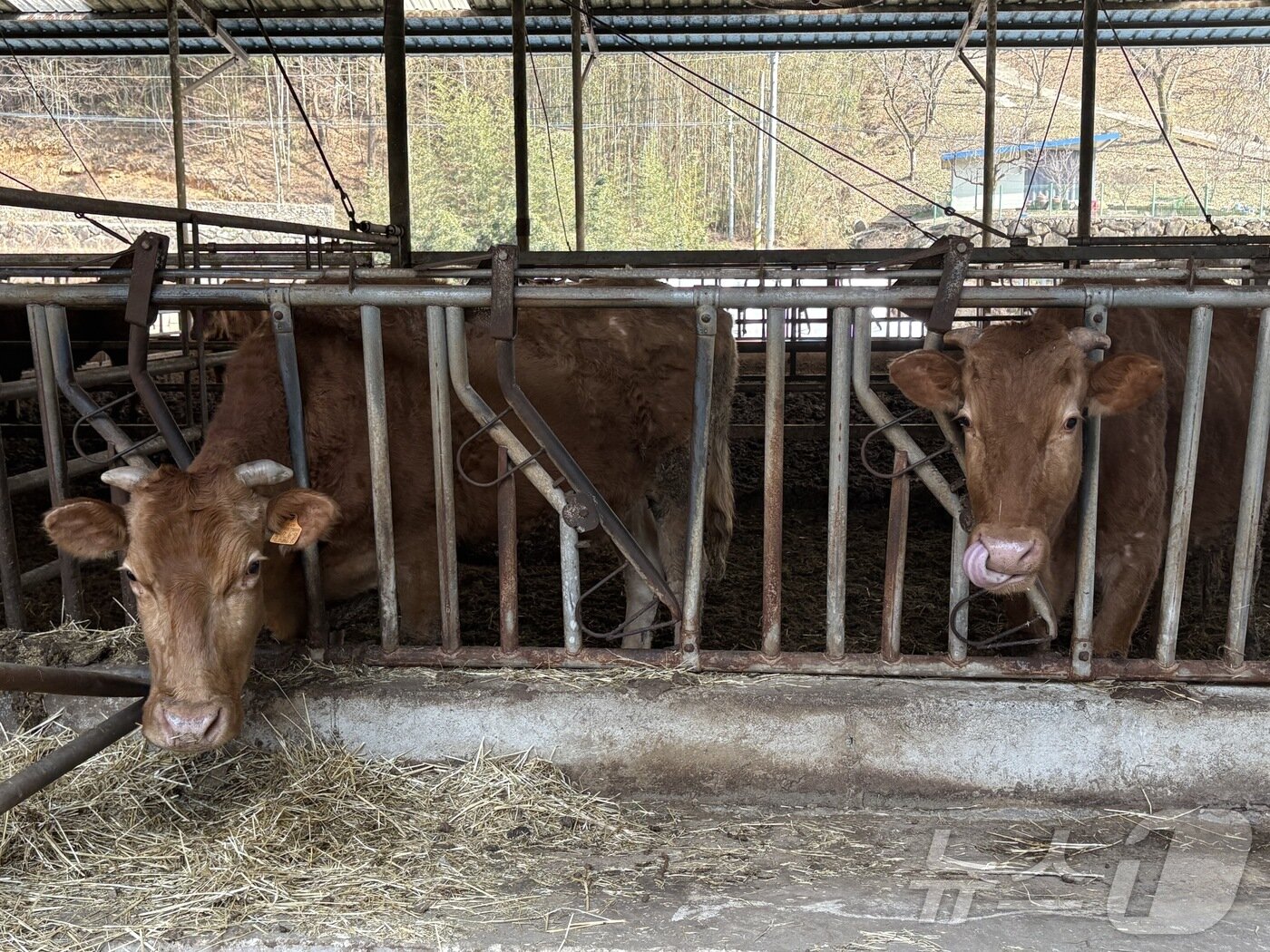 본문 이미지 - 26일 오후 경남 하동군 옥종면 한 축산농가에서 소들이 대피를 기다리고 있다.2025.03.26/뉴스1 강미영기자
