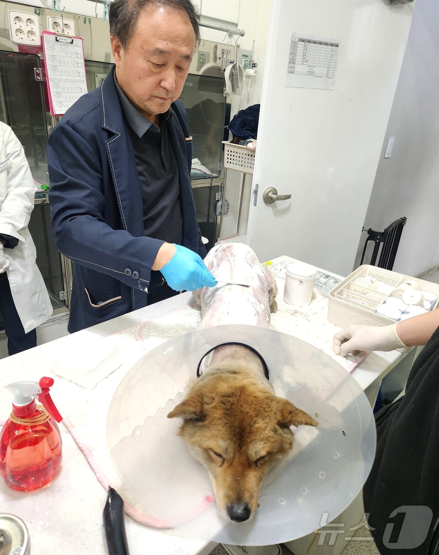 본문 이미지 - 서울 중랑구 로얄동물메디컬센터에서 정인성 대표 원장이 황구를 치료하고 있다. ⓒ 뉴스1 한송아 기자