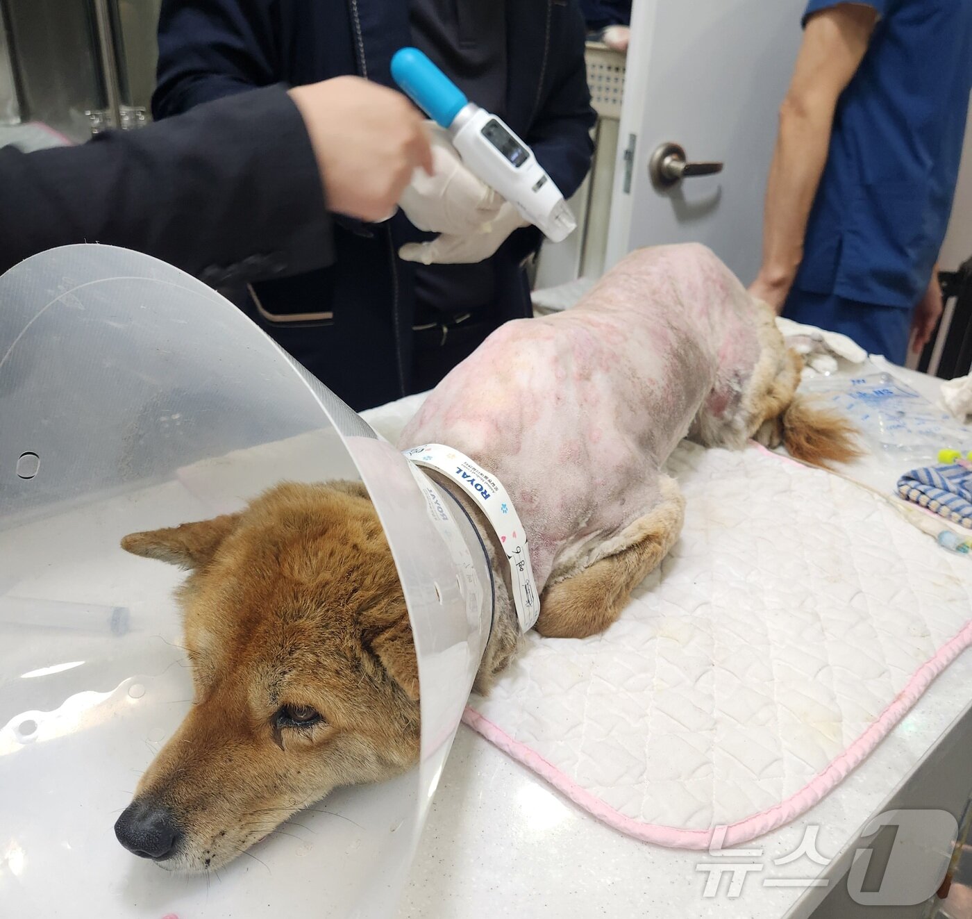 본문 이미지 - 유한양행과 리센스메디컬이 후원한 피부 치료기기 벳이즈 시술을 받고 있는 황구 ⓒ 뉴스1 한송아 기자