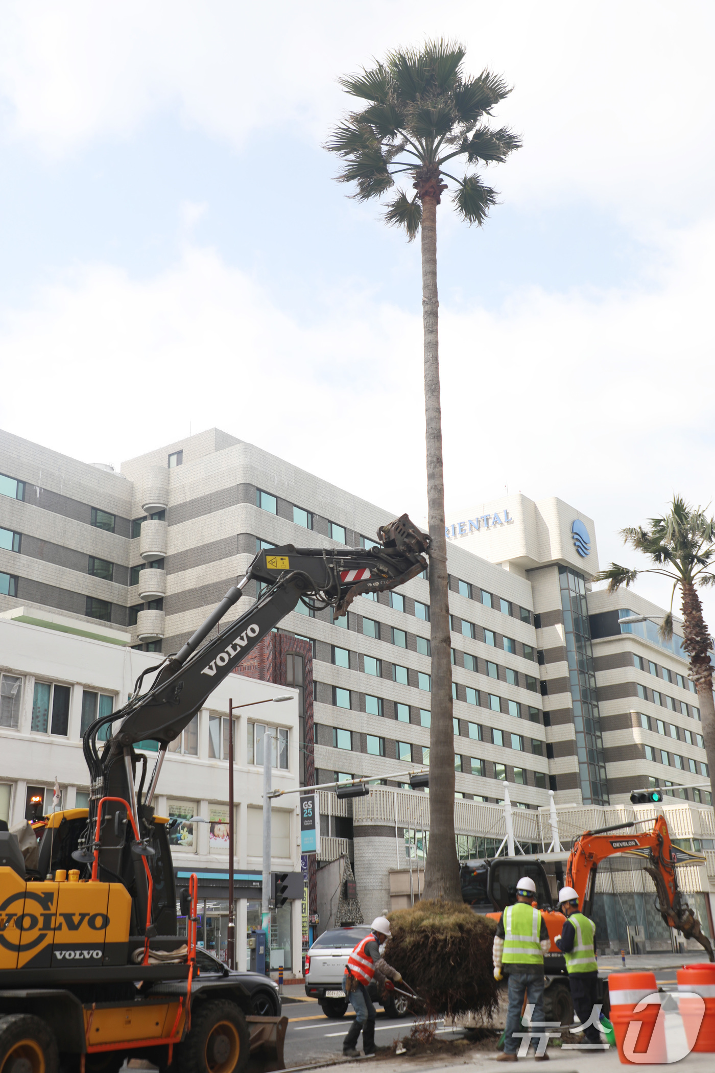 (제주=뉴스1) 강승남 기자 = 28일 오전 제주시 탑동 거리에서 워싱턴야자수를 제거하는 작업이 진행되고 있다.제주시는 안전사고를 막기 위해 2021년부터 제주시내 야자수를 이팝나 …