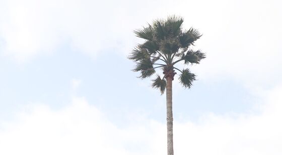'남국 정취' 제주 야자수 이제 안녕