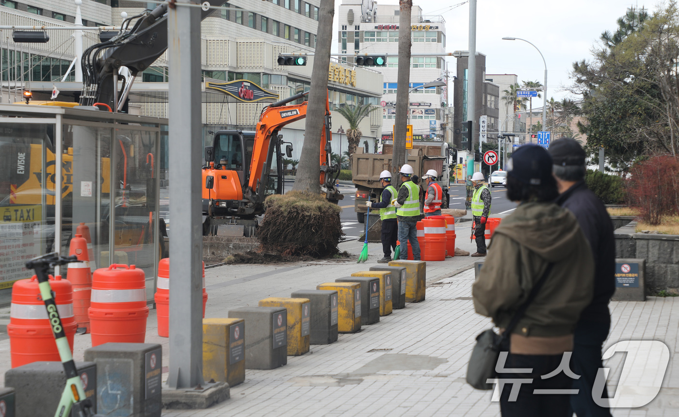 (제주=뉴스1) 강승남 기자 = 28일 오전 제주시 탑동 거리에서 워싱턴야자수를 제거하는 작업이 진행되고 있다.제주시는 안전사고를 막기 위해 2021년부터 제주시내 야자수를 이팝나 …