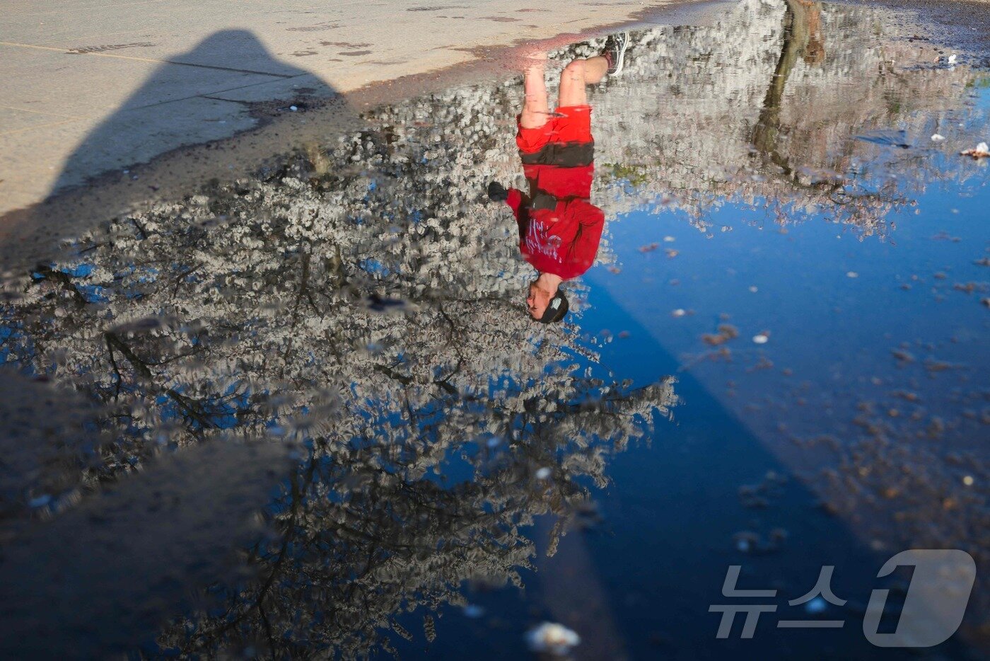 본문 이미지 - 27일&#40;현지시간&#41; 미국 워싱턴 DC의 타이달 베이슨 호수에서 시민이 활짝 핀 벚꽃 사이로 조깅을 하고 있다. ⓒ AFP=뉴스1