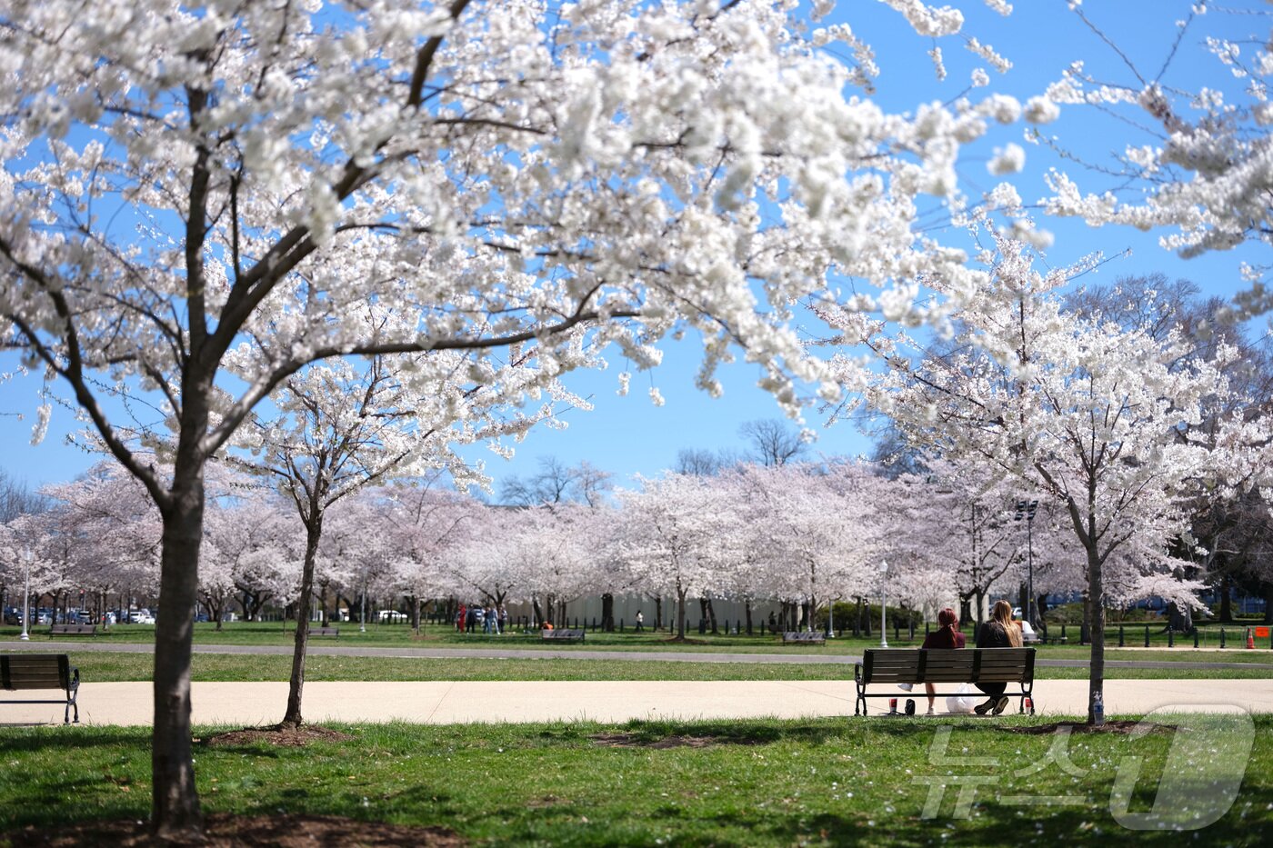 본문 이미지 - 27일&#40;현지시간&#41; 미국 워싱턴 DC 국회의사당 인근 공원에 벚꽃이 활짝 피어 있다. ⓒ 로이터=뉴스1