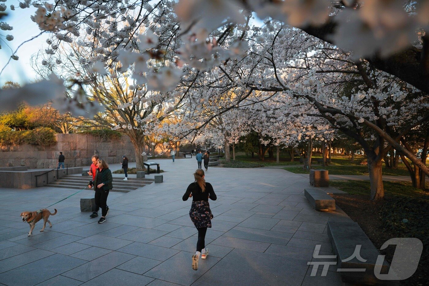 본문 이미지 - 27일&#40;현지시간&#41; 미국 워싱턴 DC의 타이달 베이슨 호수에서 시민이 활짝 핀 벚꽃 사이로 조깅을 하고 있다. ⓒ AFP=뉴스1