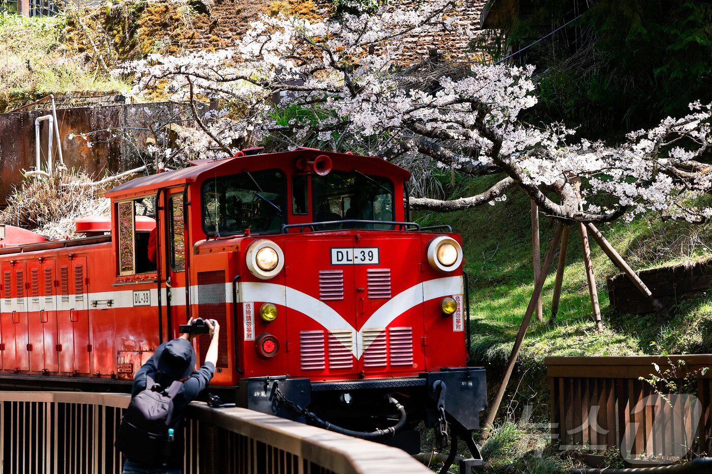 본문 이미지 - 25일&#40;현지시간&#41; 대만 자이 아리산에서 시민들이 산림열차를 타고 활짝 핀 벚꽃을 감상하고 있다. i ⓒ 로이터=뉴스1