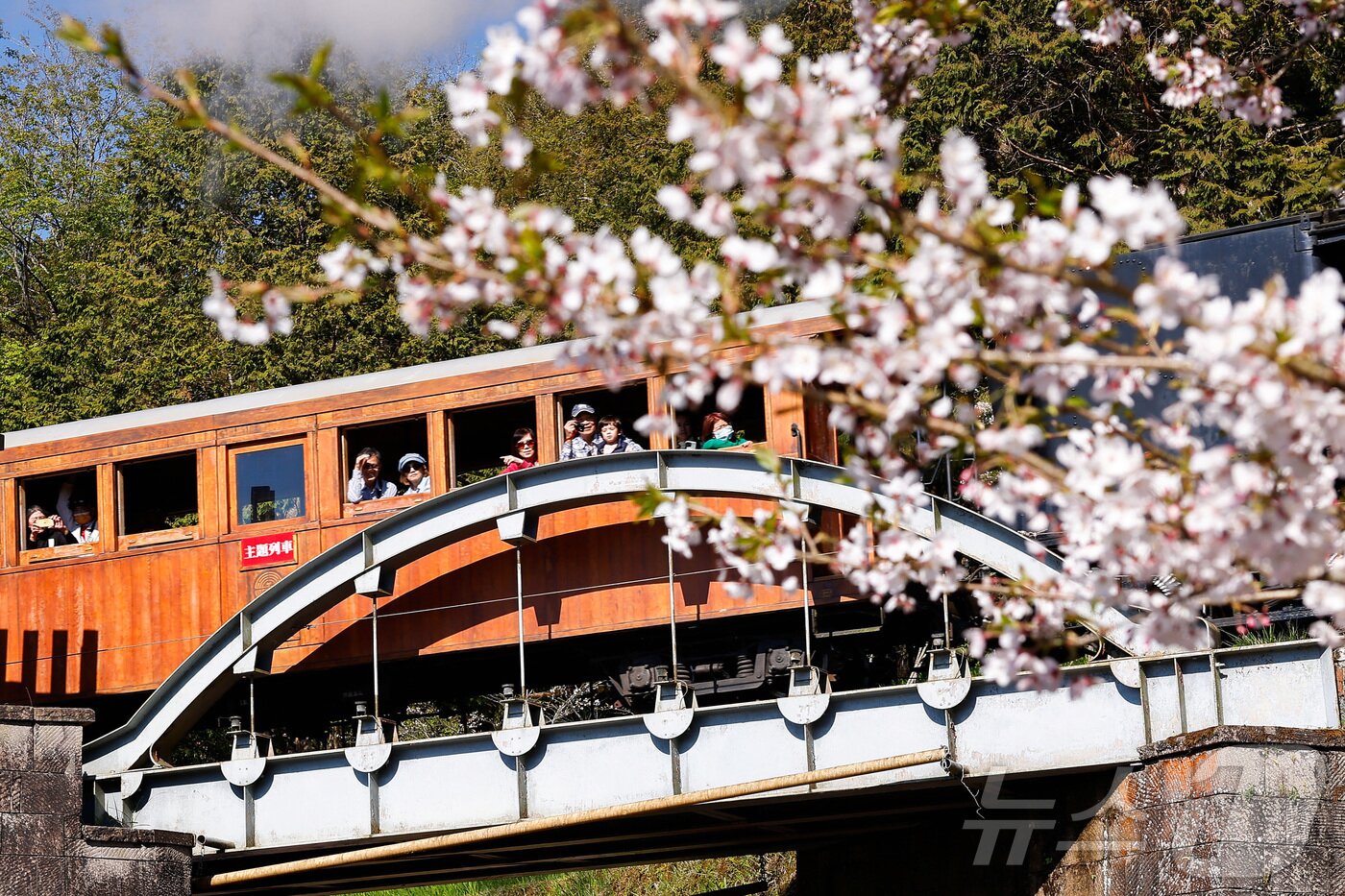 본문 이미지 - 25일&#40;현지시간&#41; 대만 자이 아리산에서 시민들이 산림열차를 타고 활짝 핀 벚꽃을 감상하고 있다.  ⓒ 로이터=뉴스1