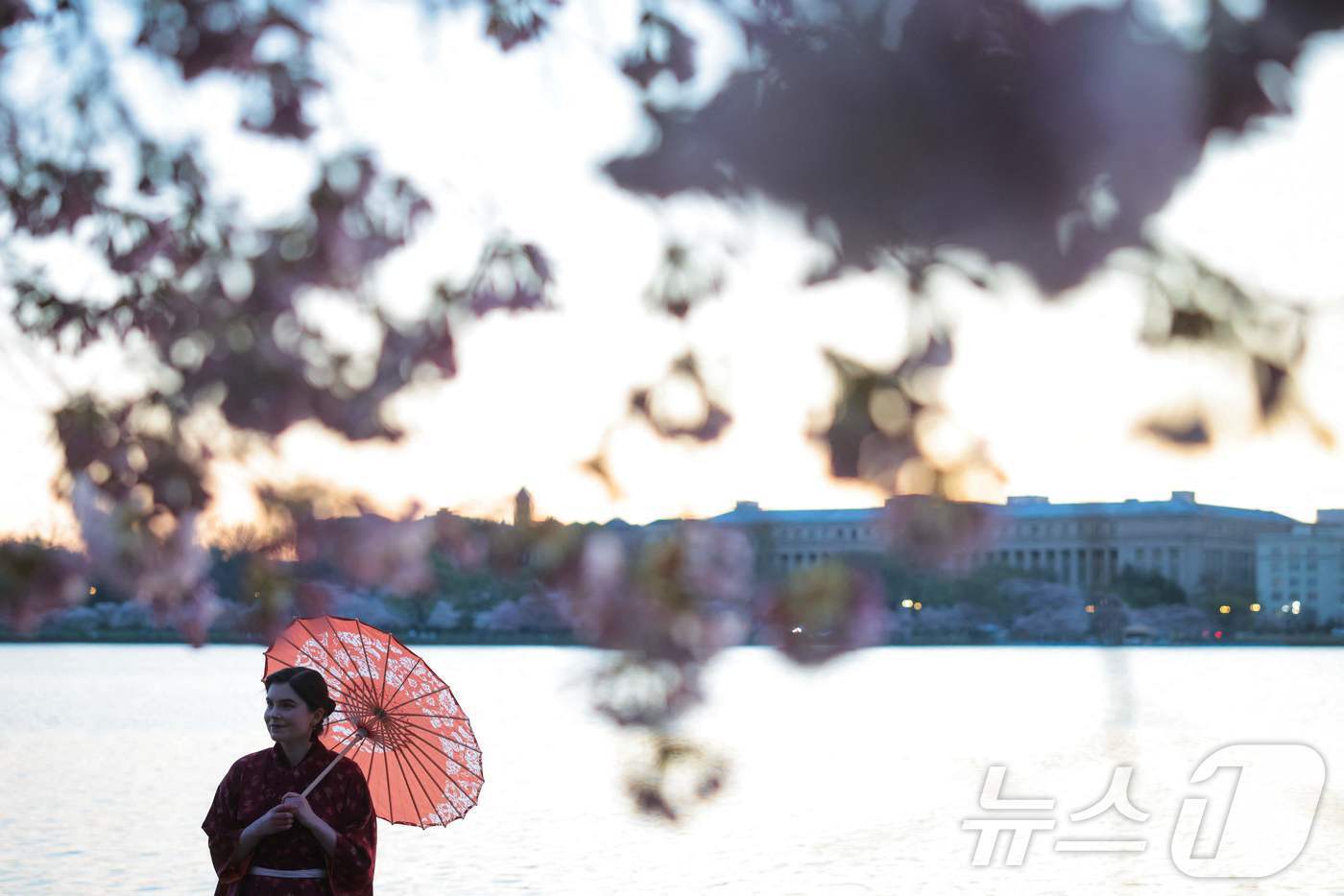 본문 이미지 - 27일&#40;현지시간&#41; 미국 워싱턴 DC의 타이달 베이슨 호수에서 시민이 활짝 핀 벚꽃 사이로 사진을 찍고 있다. ⓒ AFP=뉴스1