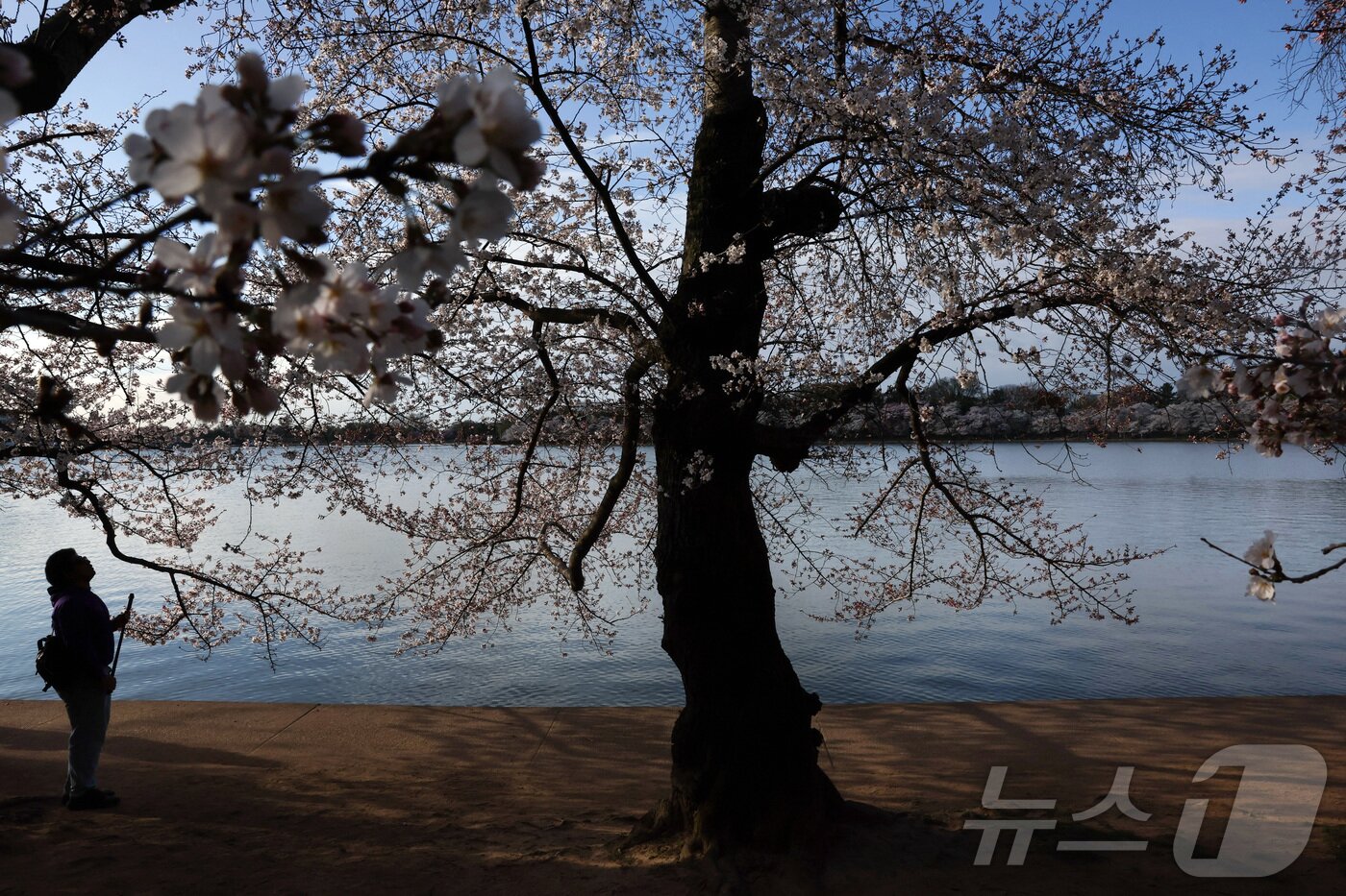 본문 이미지 - 27일&#40;현지시간&#41; 미국 워싱턴 DC의 타이달 베이슨 호수에 벚꽃이 활짝 피어 있다. ⓒ AFP=뉴스1