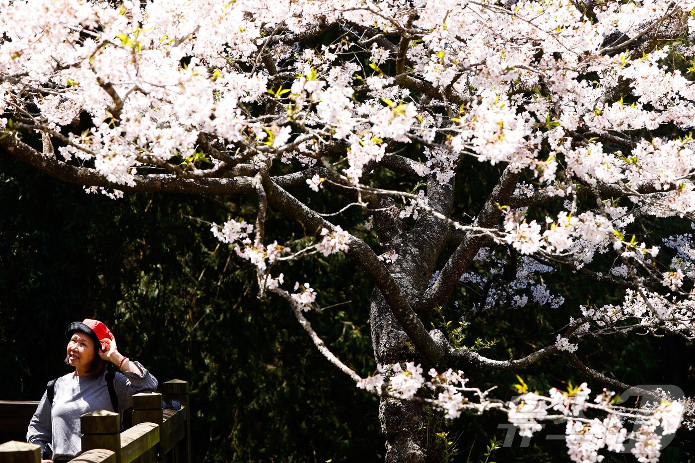 본문 이미지 - 25일&#40;현지시간&#41; 대만 자이 아리산에서 시민들이 활짝 핀 벚꽃을 감상하고 있다i ⓒ 로이터=뉴스1