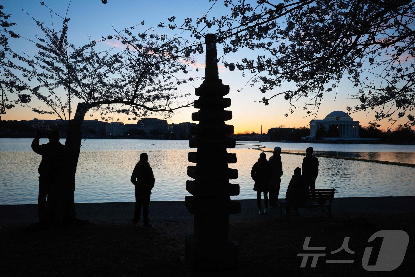 본문 이미지 - 27일&#40;현지시간&#41; 미국 워싱턴 DC의 타이달 베이슨 호수에 벚꽃이 활짝 피어 있다. ⓒ AFP=뉴스1 ⓒ AFP=뉴스1