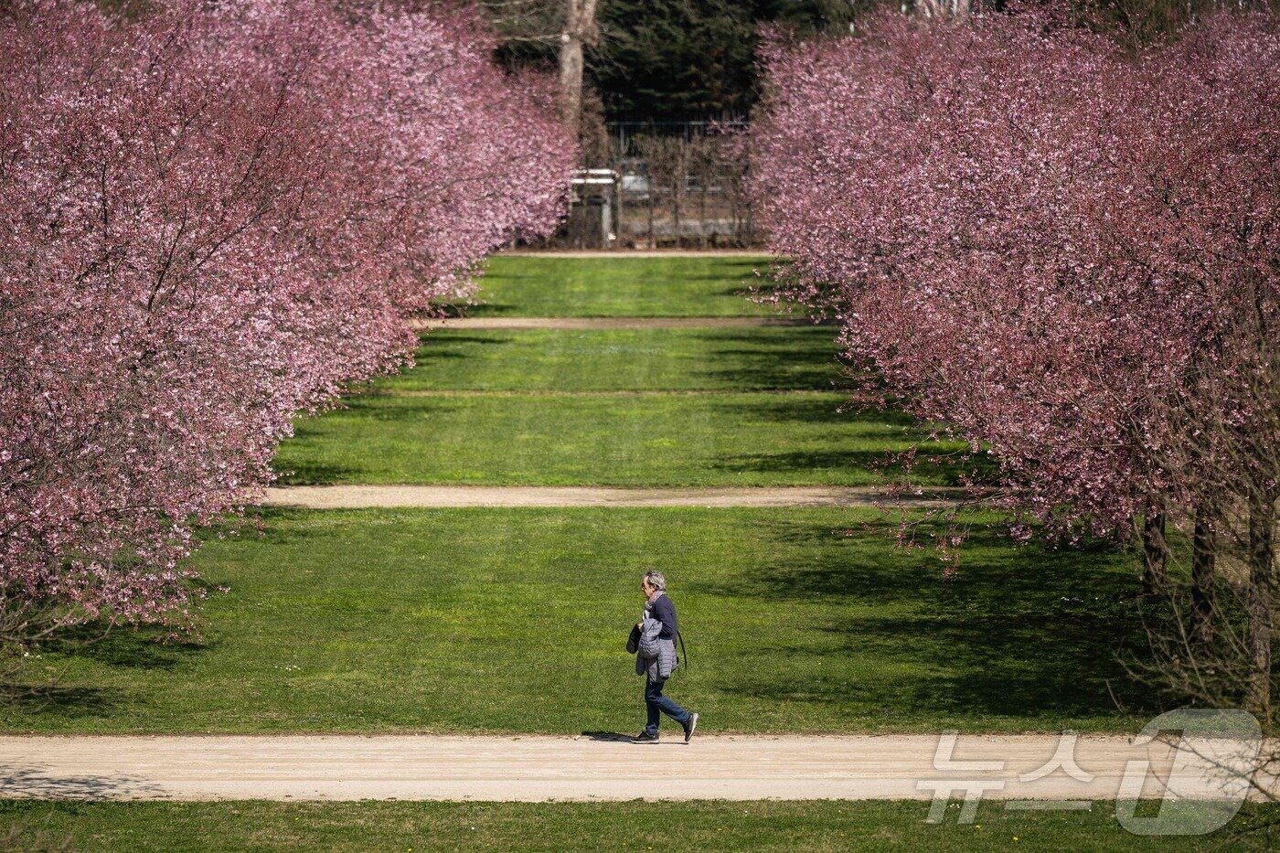 본문 이미지 - 26일&#40;현지시간&#41; 토리노베나리아 레알레 궁전 정원에 벚꽃이 활짝 피어 있다. ⓒ AFP=뉴스1