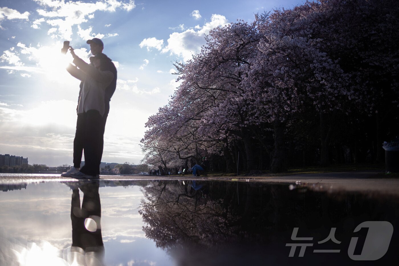 본문 이미지 - 27일&#40;현지시간&#41; 미국 워싱턴 DC의 타이달 베이슨 호수에 벚꽃이 활짝 피어 있다. ⓒ 로이터=뉴스1