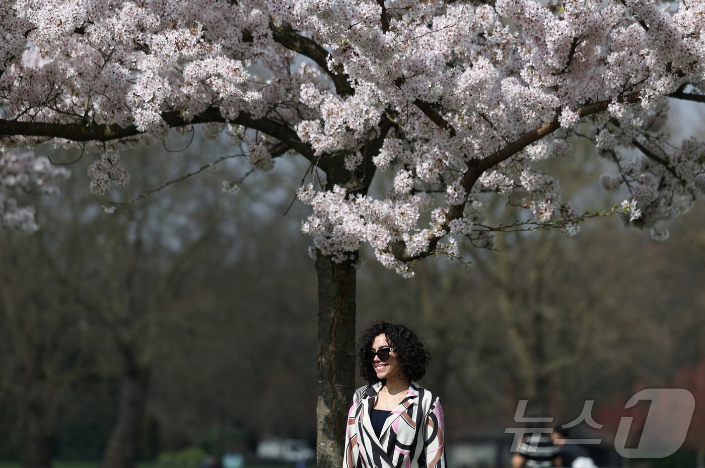 본문 이미지 - 27일&#40;현지시간&#41; 영국 런던 배터시 공원에 벚꽃이 활짝 피어 있다. ⓒ 로이터=뉴스1