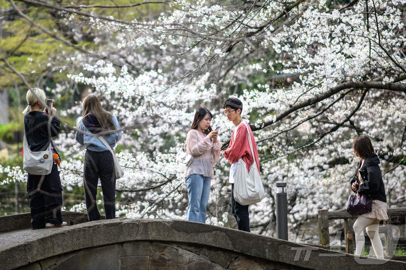 본문 이미지 - 27일&#40;현지시간&#41; 일본 도쿄 이노카시라 공원에서 시민들이 만개한 벚꽃을 감상하고 있다.  ⓒ AFP=뉴스1