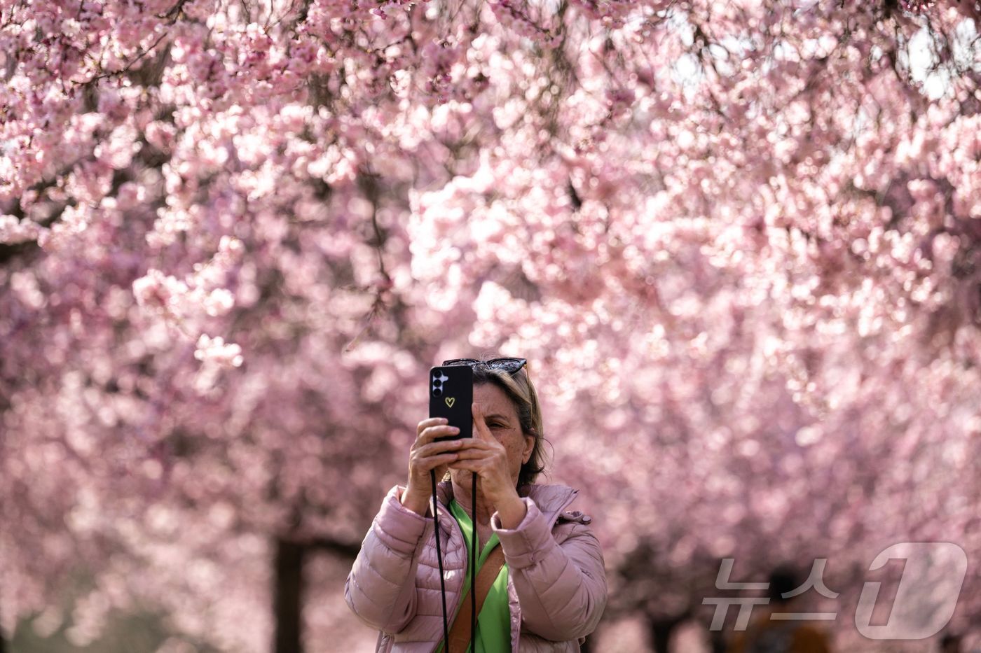 본문 이미지 - 26일&#40;현지시간&#41; 토리노베나리아 레알레 궁전 정원에 벚꽃이 활짝 피어 있다. ⓒ AFP=뉴스1