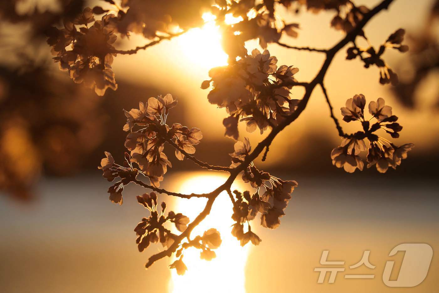 본문 이미지 - 27일&#40;현지시간&#41; 미국 워싱턴 DC의 타이달 베이슨 호수에 벚꽃이 활짝 피어 있다.  ⓒ AFP=뉴스1