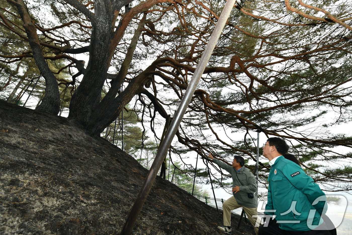 본문 이미지 - 최응천 국가유산청장이 28일 경상북도 영양군 소재 천연기념물 ‘영양 답곡리 만지송’을 찾아 산불로 피해를 입은 부분을 살펴보고 있다. &#40;국가유산청 제공. 재판매 및 DB 금지&#41; 2025.3.28/뉴스1
