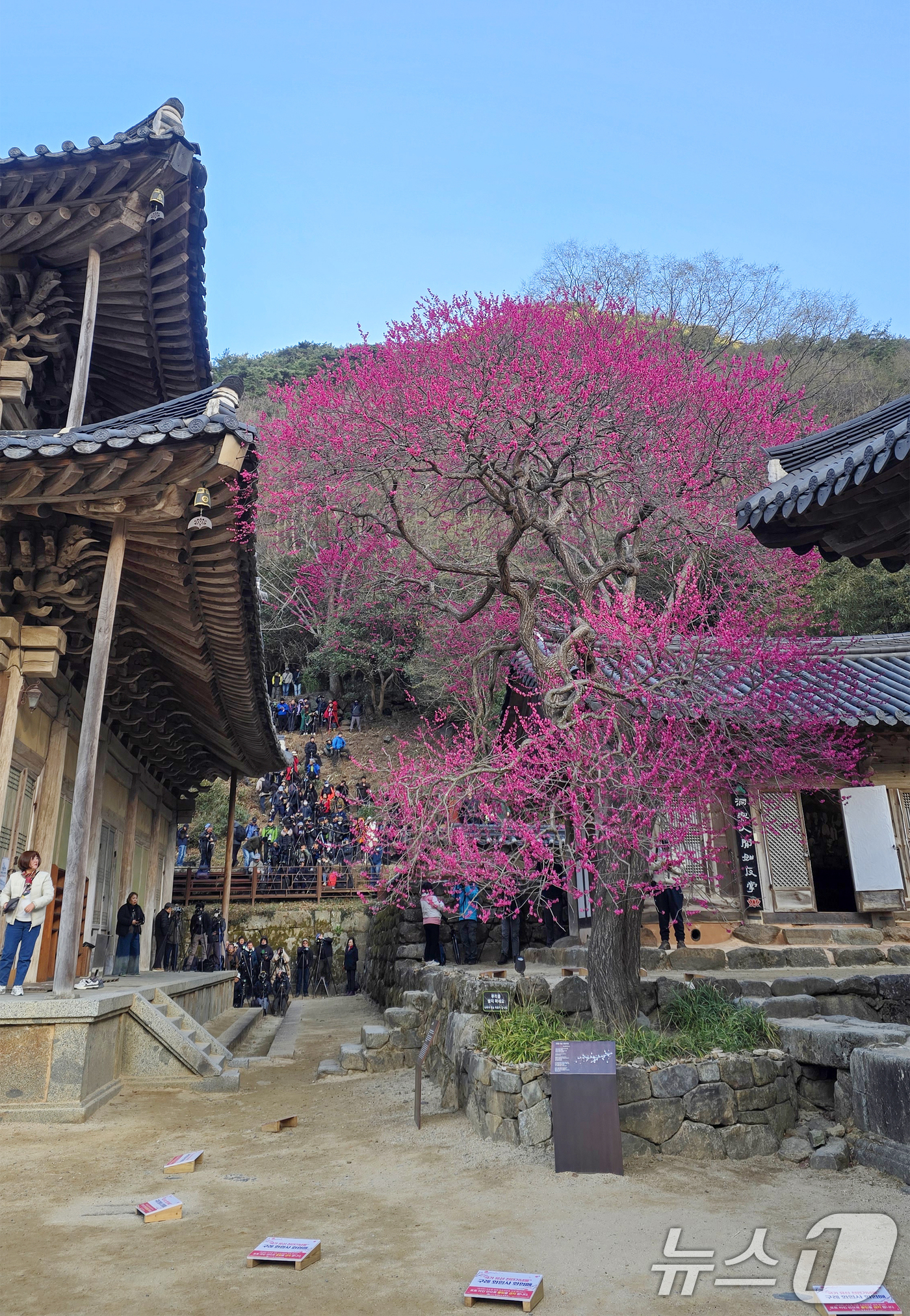(서울=뉴스1) 민경석 기자 = 29일 오전 전남 구례 화엄사 일원에 홍매화가 만개해 상춘객들로 붐비고 있다화엄사는 '제5회 구례 화엄사 홍매화·들매화 프로사진 및 휴대폰 카메라사 …