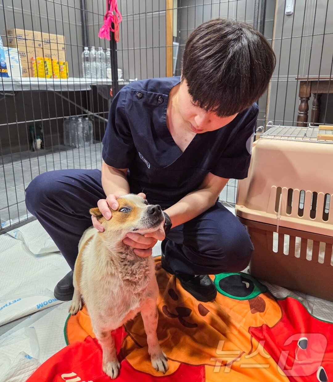 본문 이미지 - 넬동물의료센터 의료진이 28일 안동에서 산불 피해동물들을 진료하고 있다(동물병원 제공). ⓒ 뉴스1