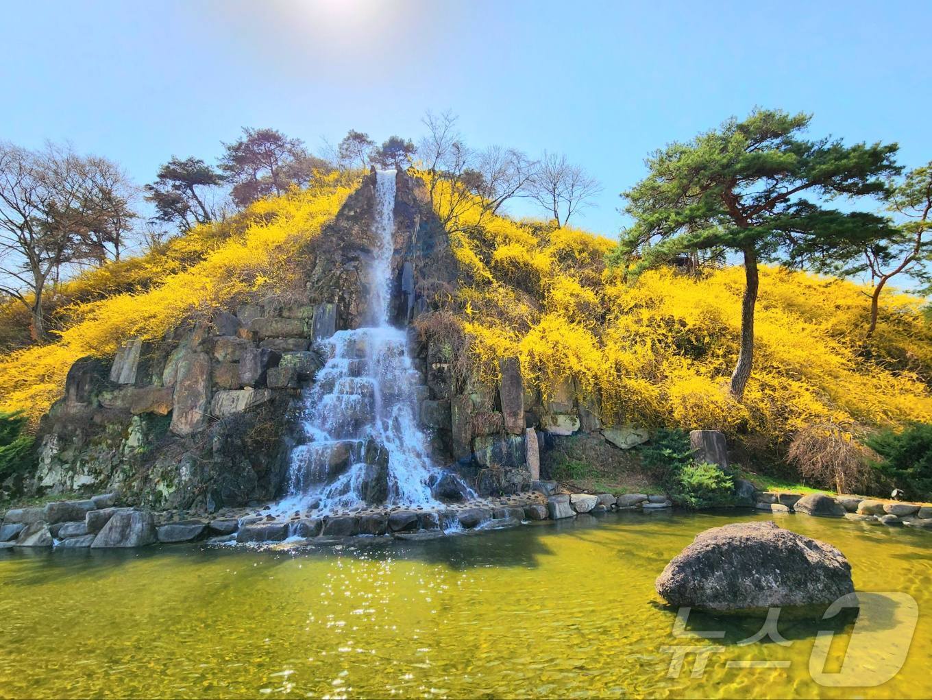 (화순=뉴스1) 박영래 기자 = 주말인 29일 전남 화순군 개미산전망대가 노란 개나리로 온통 물들어 있다. 전망대에서는 화순천 음악분수대를 감상할 수 있다.(화순군 제공, 재배포 …