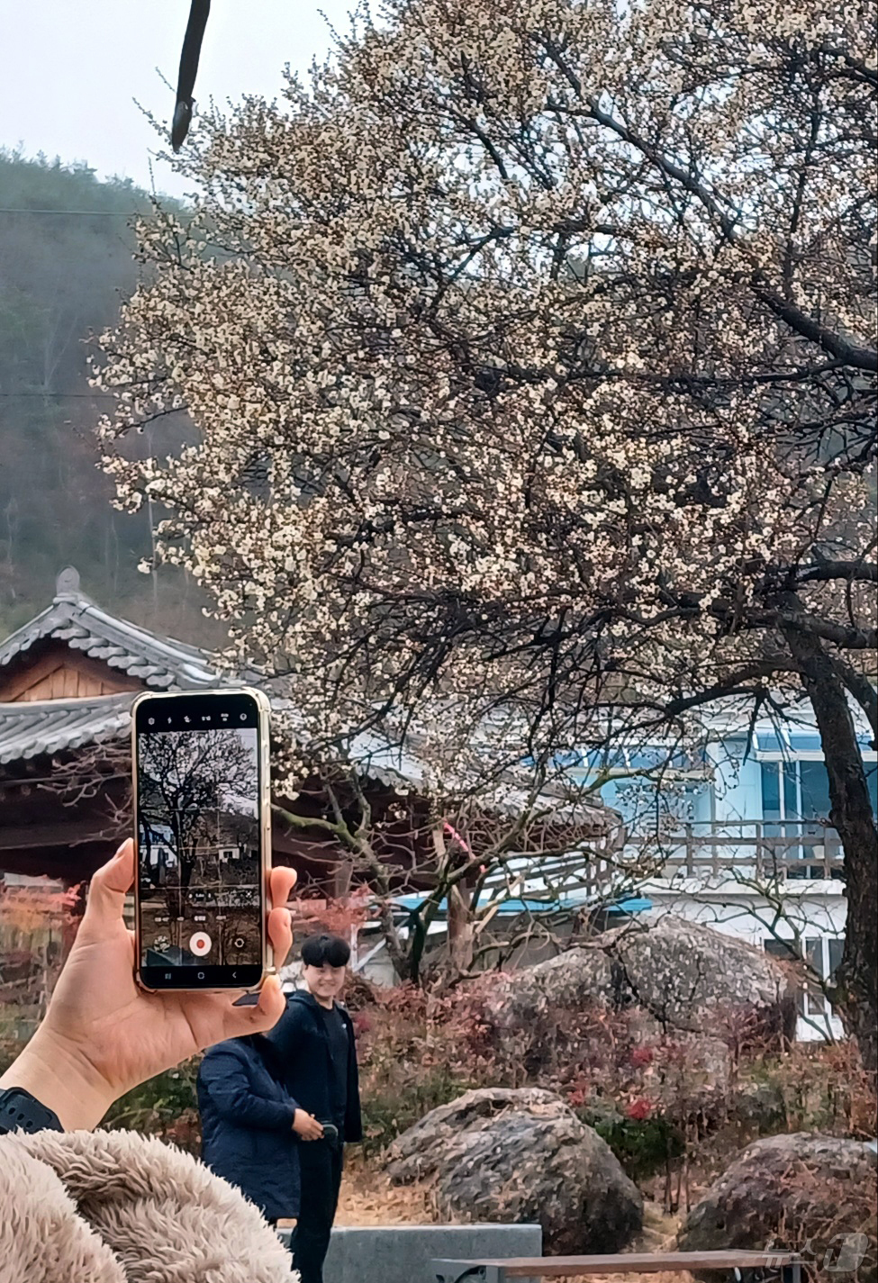 (광양=뉴스1) 박영래 기자 = 비가 내리는 3일 오전 전남 광양시 다압면 소학정 섬진강 매화심터의 매화가 절반 정도 만개해 있다. 소학정 매화는 전국에서 가장 먼저 꽃을 피우는 …