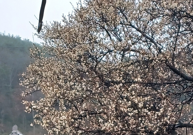 광양 매화마을 '톡 톡 터지는 꽃망울'