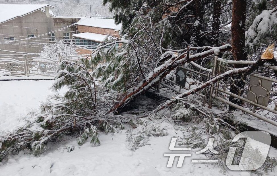본문 이미지 - 3일 안동시 서후면에 내린 폭설로 나무가 쓰러져 도로를 덮고 있다. &#40;경북소방본부 제공.재판매 및 DB금지&#41; 2025.3.3/뉴스1 ⓒ News1 박지혜 기자