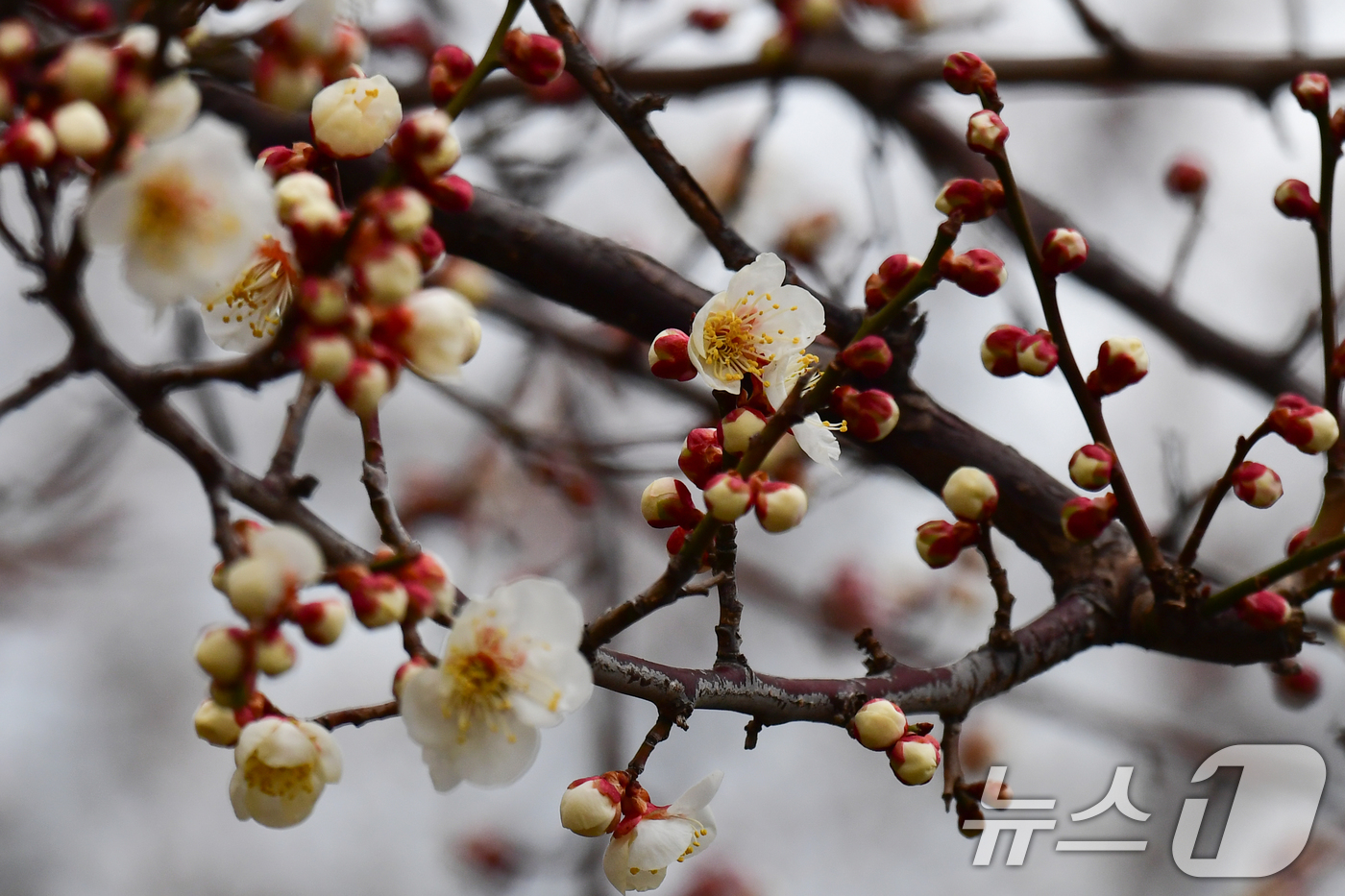 (포항=뉴스1) 최창호 기자 = 3일 경북 포항시 북구 흥해읍 죽천리 야산에서 매화꽃이 꽃망을 터뜨리고 있다. 2025.3.3/뉴스1