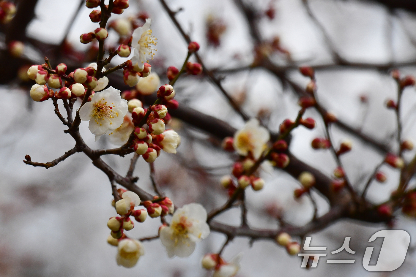 (포항=뉴스1) 최창호 기자 = 3일 경북 포항시 북구 흥해읍 죽천리 야산에서 매화꽃이 꽃망을 터뜨리고 있다. 2025.3.3/뉴스1