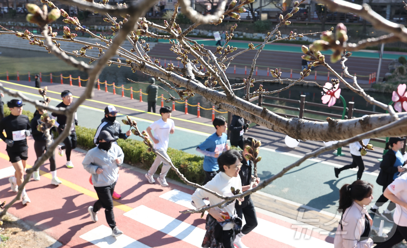 (서울=뉴스1) 김도우 기자 = 30일 오전 서울 은평구 불광천에서 열린 '2025 은평 불광천 벚꽃마라톤 대회'에서 참가자들이 힘차게 달리고 있다. 2025.3.30/뉴스1