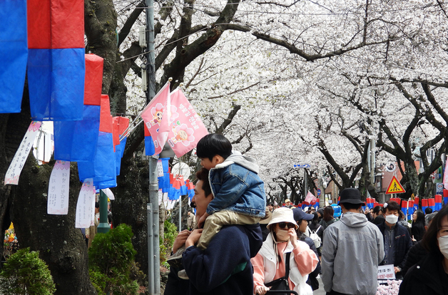 "바가지 없앴습니다"…27~29일 제주시 전농로 왕벚꽃 축제