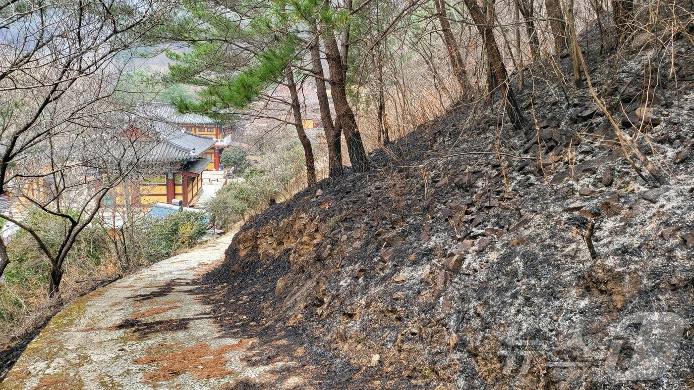 본문 이미지 - 까맣게 탄 청계산 뒷산.(하동군 제공. 재판매 및 DB금지.)