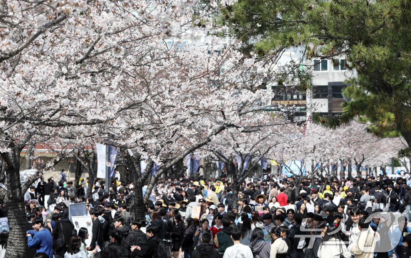 본문 이미지 - 31일 오후 부산 남구 국립부경대학교 대연캠퍼스에서 열린 벚꽃 축제 &#39;핑크캠퍼스&#39;를 찾은 부경대 학생들이 벚꽃을 감상하고 있다. 부산 벚꽃 명소로 꼽히는 부경대는 캠퍼스에 벚꽃이 피는 시기가 되면 학생은 물론 지역 주민들의 방문도 이어지자 2014년부터 벚꽃축제 &#39;핑크캠퍼스&#39;를 본격 시작해 올해 12년째를 맞았다. 2025.3.31/뉴스1 ⓒ News1 윤일지 기자