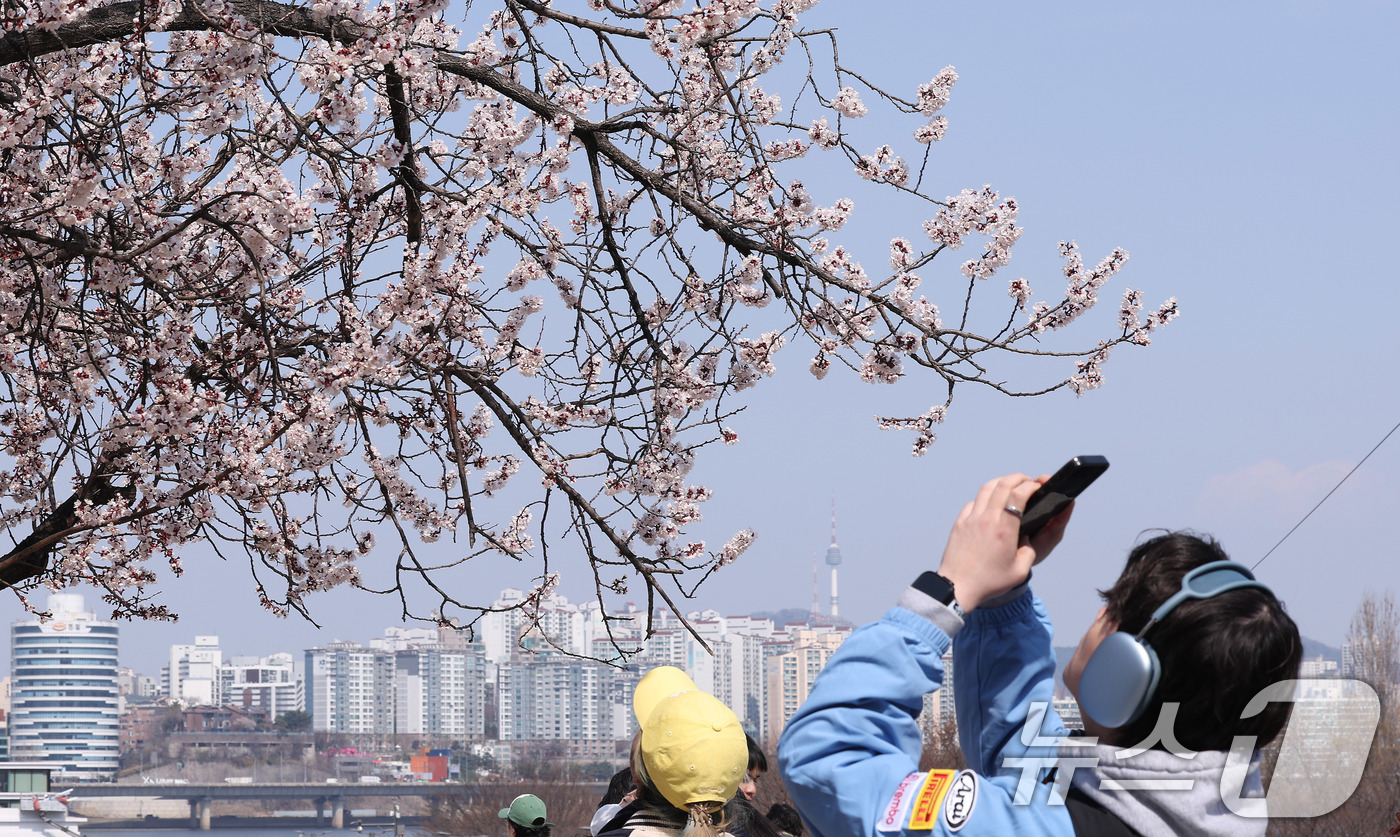 (서울=뉴스1) 박지혜 기자 = 31일 서울 여의도 한강공원 입구에서 외국인 관광객들이 활짝핀 살구꽃을 바라보며 추억을 남기고 있다.영등포구는 다음 달 4∼8일 여의서로 벚꽃길과 …