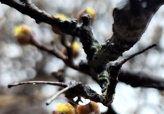 [오늘의 날씨] 전북(18일, 수)…대체로 흐려, 늦은 오후까지 '봄비'