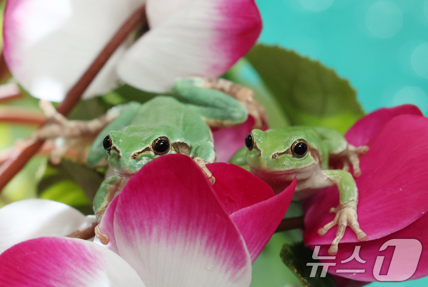 (화성=뉴스1) 김영운 기자 = 절기상 경칩(驚蟄)을 하루 앞둔 4일 오후 경기 화성시 경기도농업기술원 곤충자원센터에서 연구용 청개구리가 활동하고 있다. 2025.3.4/뉴스1