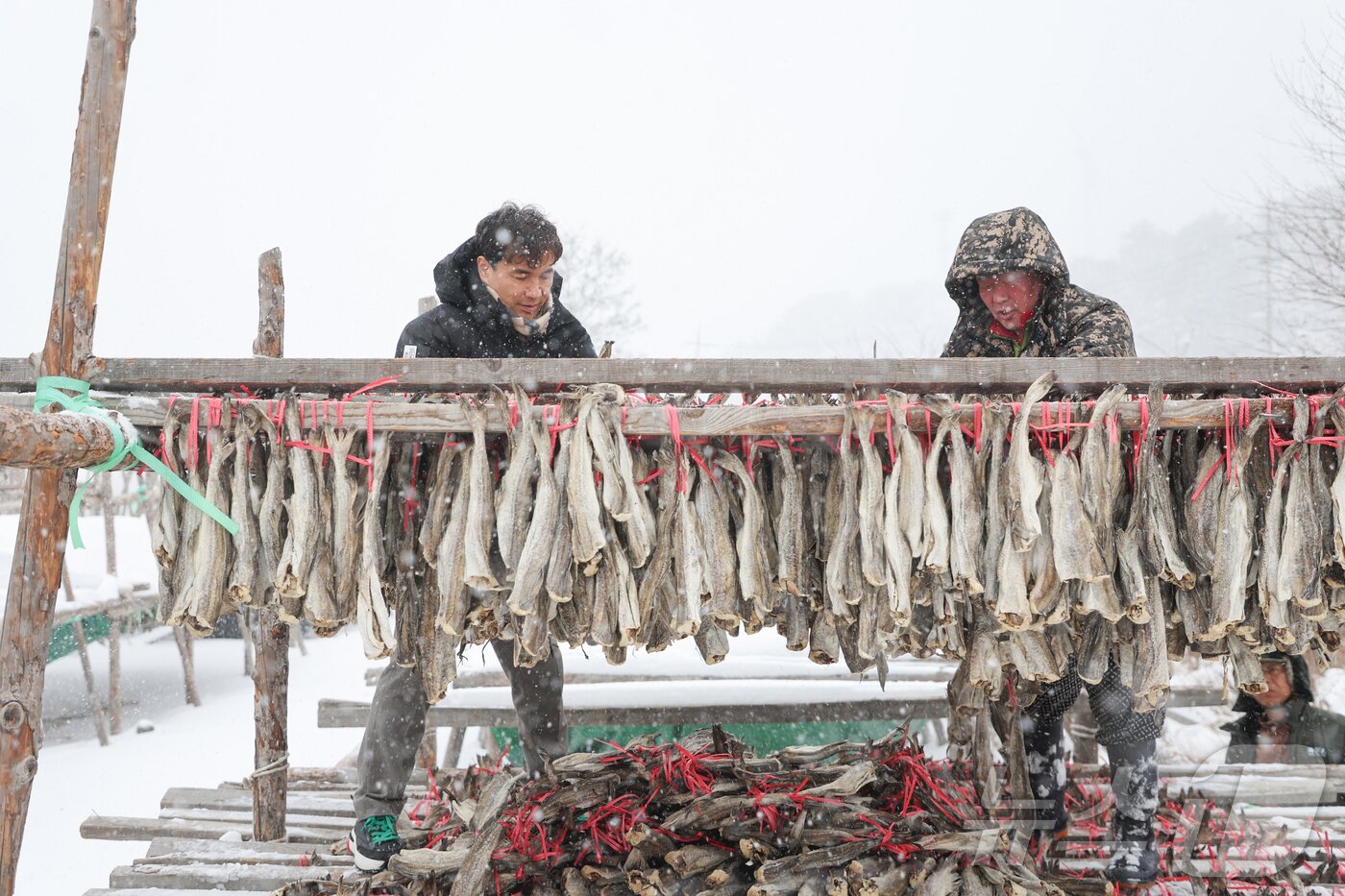 본문 이미지 - 김진태 강원도지사가 4일 인제 용대리 황태덕장을 찾아 덕에 널린 황태를 수확하며 '도민 속으로' 세번째 행보를 이어갔다.(강원도 제공) 2025.3.4/뉴스1