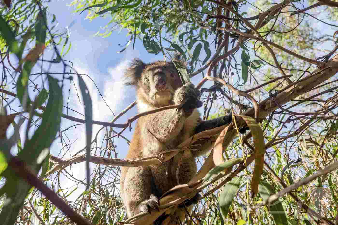 본문 이미지 - 레이몬드 아일랜드에 서식하는 코알라&#40;호주관광청 제공&#41;