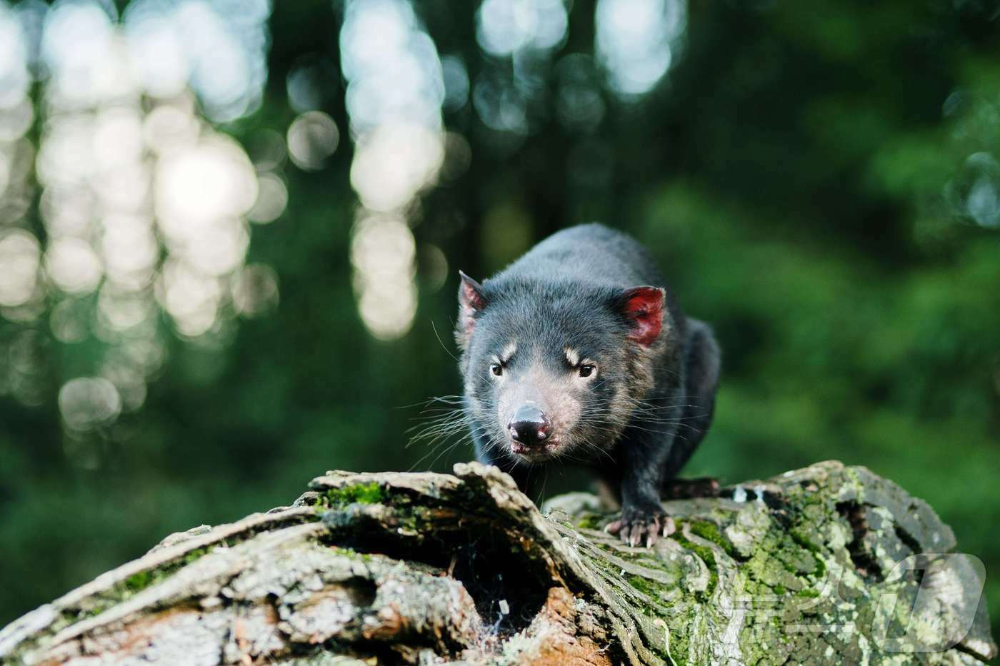 본문 이미지 - 육식 유대류에 속한 태즈메이니아 데블&#40;호주관광청 제공&#41;