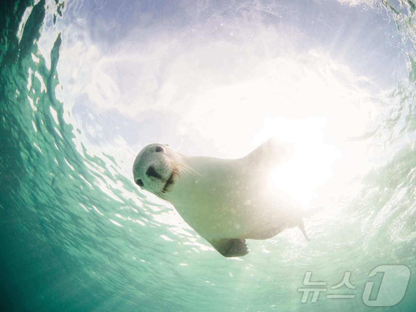 본문 이미지 - 귀여운 바다사자&#40;호주관광청 제공&#41;