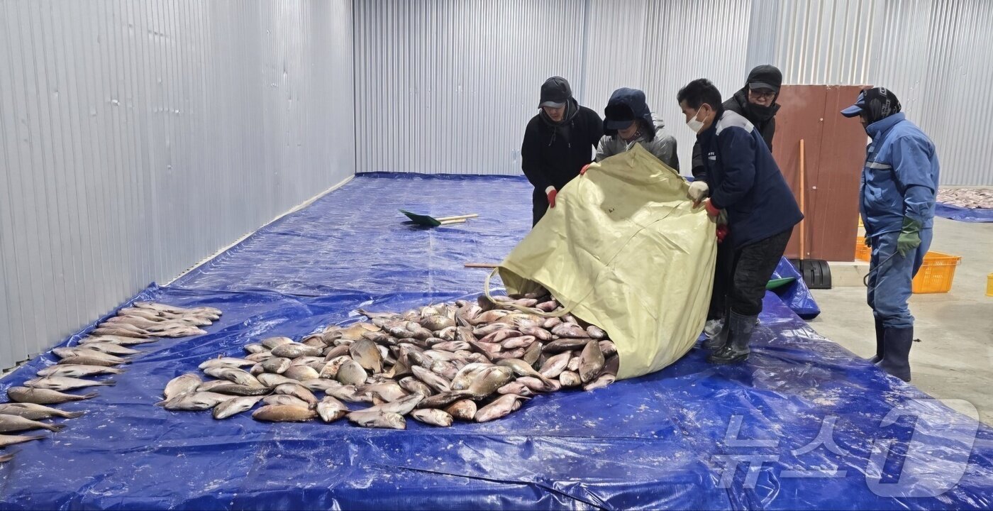 본문 이미지 - 전남 여수 가두리 양식장에서 집단 폐사한 물고기들을 어민들이 냉동 창고로 옮겨놓고 있다.(독자 제공. 재판매 및 DB 금지)2025.3.5/뉴스1