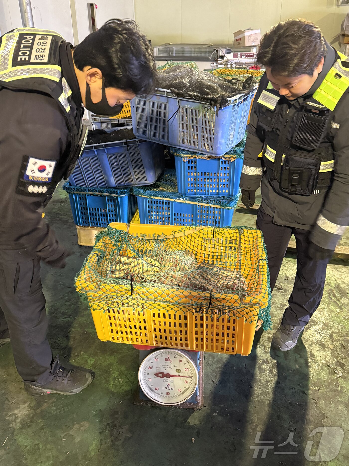 본문 이미지 - 포항해경 형사대가 밀수한 킹크랩을 확인하고 있다. (포항해양경찰서 제공, 재판매 및 DB 금지) 2025.3.5/뉴스1 