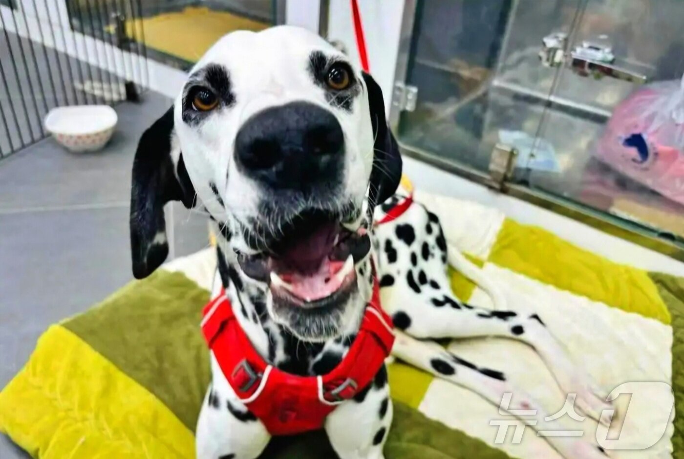 본문 이미지 - 동물병원에서 보호 중인 달마티안 강아지&#40;스카이동물메디컬센터 제공&#41; ⓒ 뉴스1